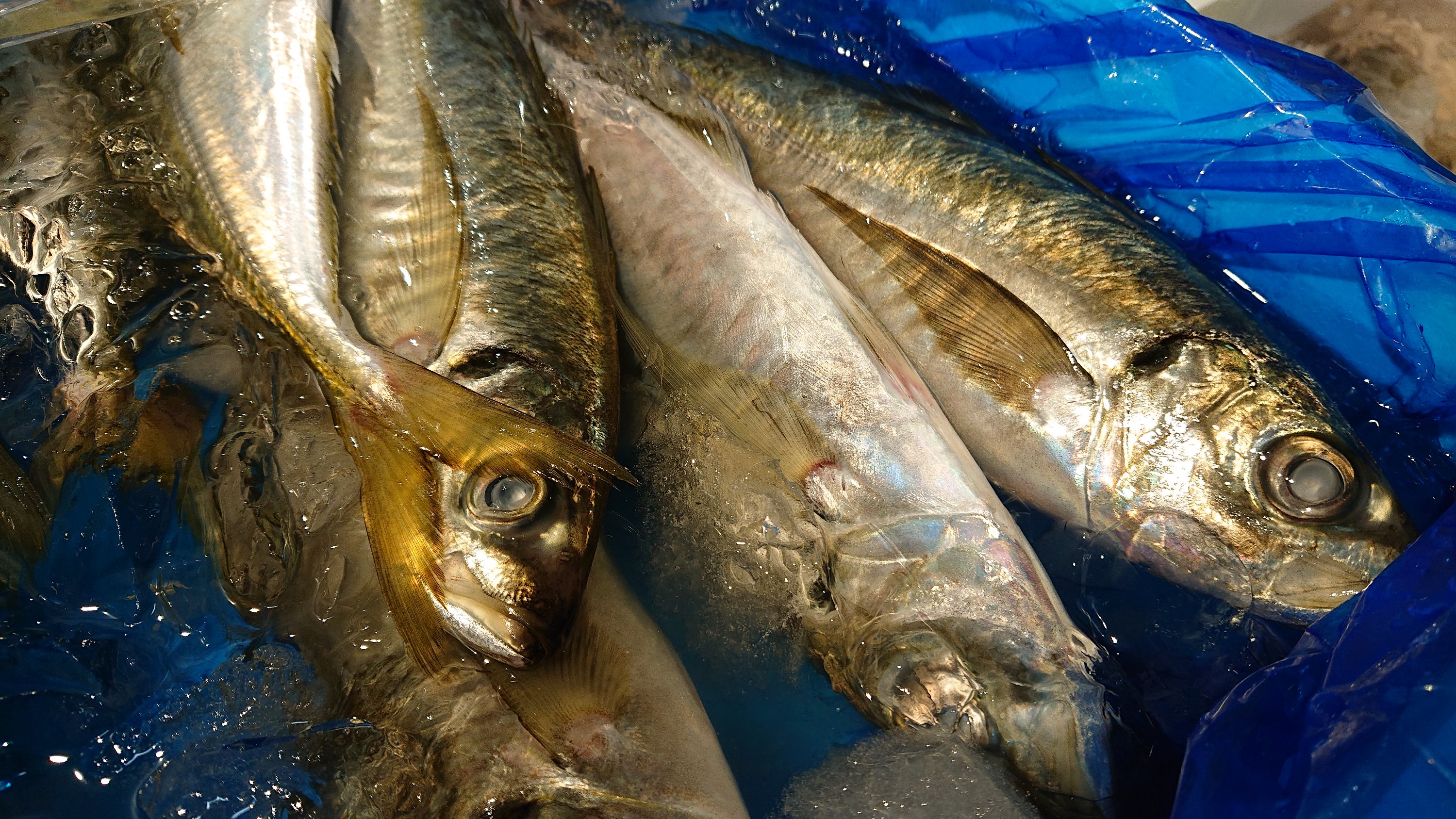 本日の仕入れ状況 磯魚料理 武